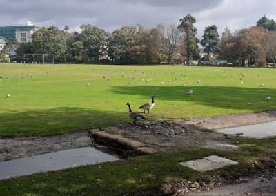 The swale, under normal conditions